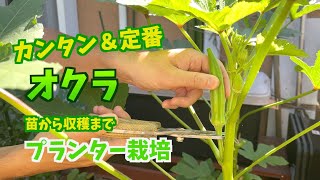 【プランター菜園】オクラ