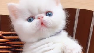 😍 Aww - Super Cute Cats And Kittens In The World #1