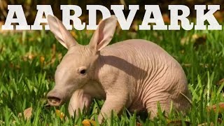 Aardvark The Groundhog | Marvelous Animals Facts