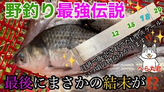 『ヘラ鮒釣り』炎天下の中、池の水も温水プールの様に温かい😅　コレが野釣り最強伝説‼️ 新餌カクシンシリーズ第三弾