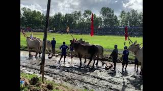 ប្រណាំងគោខ្មែរ Khmer cow racing 2023