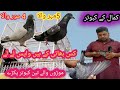 Dostana pigeon club// رات رک کر اگلے دن تین تین کبوتر پکڑے موڑوں والے  ///03224041553//