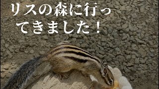 リスの森に行って来ました🐿