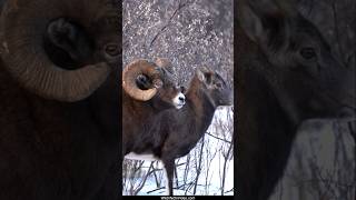 Bighorn Bosses Courting During Rut