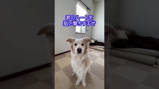 【ショート動画】ネオくんがあなたのハートを狙い撃ち！