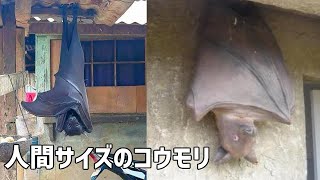 【閲覧注意】人間サイズ巨大コウモリの真相【フィリピンオオコウモリ】