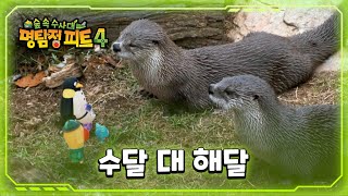 [명탐정 피트 4] - 수달 대 해달