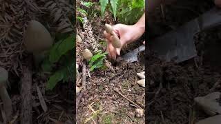 mushroom picking