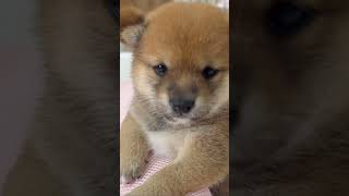 【豆柴犬】いかにも眠そうな赤ちゃん😌