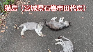 猫島（宮城県石巻市田代島）に行ってきた！