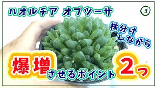 【多肉植物】ハオルチア オブツーサ（雫石）増やすポイント2つ【株分けしながら】