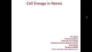 Cell lineage in nereis