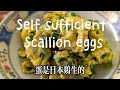 今天的早餐就是自給自足的蔥花蛋 minimalist selfsufficiency 自給自足 農場 機長