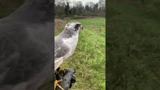 Big will goshawk hunting pheasent