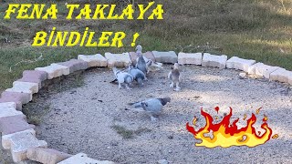 BİR HAFTADA SIK TAKLAYA GİRDİLER !!#pigeon #güvercin #oyunkuşu #hayvanlaralemi