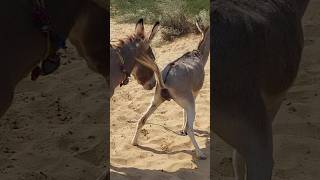 Donkeys #funnyanimals #animals