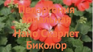 Пеларгония зональный Скарлет Биколор 🌿 обзор: как сажать, семена пеларгонии Скарлет Биколор