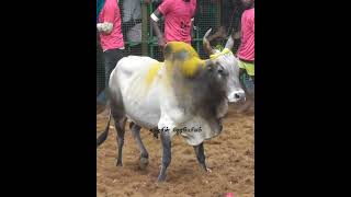 தந்தை மகன் பாசம் #jallikattu