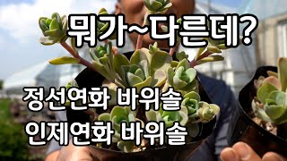 야생 다육이  연화바위솔  종류  구별하는 방법