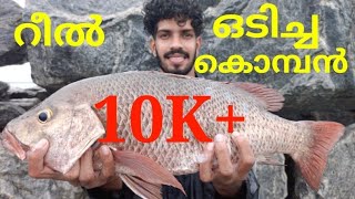 കൊമ്പൻ ചെമ്പല്ലി |Mangrove Jack Fishing | Chemballi Fishing Kerala | Monster Mangrove Jack |