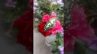 ফুলের উপর প্রজাপতি বসে আছে।। #viral #tiktok #trending #viralvideo #trendingshorts #funny #flowers