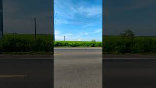 Field View #views #ទេសភាពវាលស្រែ#shorts