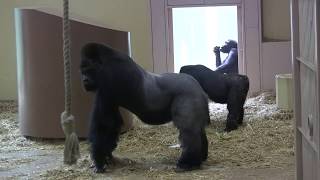 シャバーニ家族 306 Shabani family gorilla