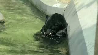 八木山動物公園　ツキノワグマ　ツバサ