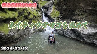 今回はch初の徳島県へ！ネイティブアマゴを求めてルアー釣りで支流の調査に行って来ました！豊後水道地震の次の日だったので釣りが成立するか不安でしたがなんとかなりました。