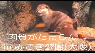 [たまらんカワウソ]肉質がたまらん🍖 at みさき公園ﾅﾂ･ﾘﾝ(20181222）