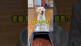 Tang Yuan: Are you really not going to keep me here? Cute pet debut plan Cute pets become spirits