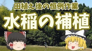 田植え後の恒例作業。田んぼの苗の補植を行う　☆しっかり農業☆