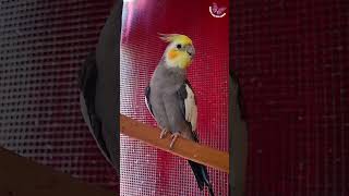 Beautiful Male Cockatiel Pebble | Cute Cockatiel Sound #cockatiel #parrot  #birdsinging #shorts