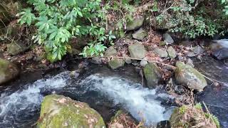 【霧島神水峡】神々が宿るといわれている渓谷 #鹿児島県 #fall #valley