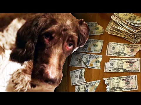 Family Dog Eats 4,000 in Cash