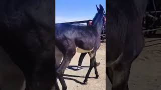 Funniest Donkey Ever! Donkey Training the fun way! 269