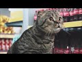 cat supermarket 2016 reupload