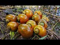 DAPAT BANYAK! Berburu Keong Mas, Keong Sawah [Bekicot Siput Keong]