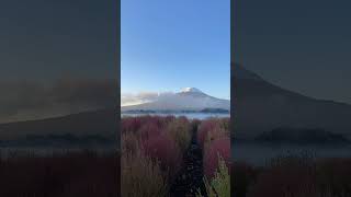 河口湖大石公園からの富士山　#fujisan #富士山 #コキア