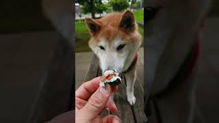 🐕 柴犬 コタロー お父さんに、カリカリ入りおむすびもらいました 。うまい😋  お鼻についたお米が可愛い〜〜