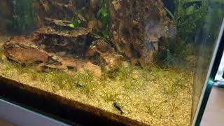 ciano nexus pure 25 aquarium 22 litre blue dream shrimp baby’s time lapse