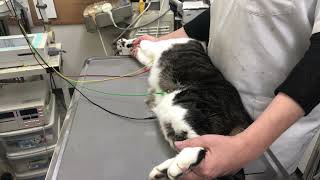 ③日本猫のコマ吉ちゃんの心電図検査