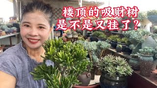 福州杨姐：今年夏天楼顶的吸财树是不是又挂了？如何养护它们，听杨姐说！｜养多肉