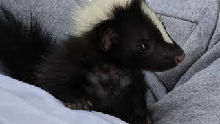 Learn all about pet skunks!