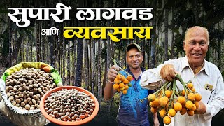 कोकणातील सुपारी व्यवसाय आणि सुपारीची लागवड | वर्षभर उत्पन्न देणारा सुपारी व्यवसाय