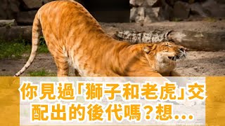 你見過「獅子和老虎」交配出的後代嗎？想不到竟然是這個模樣.....太令人傻眼了！