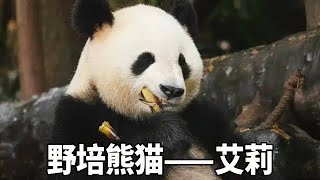 参加野外培训的艾莉大熊猫刚回来被安排在合班，刚开始的时候很不适应警惕性也超高，只要有熊经过就会躲在桌底不出来【大橙子数据】