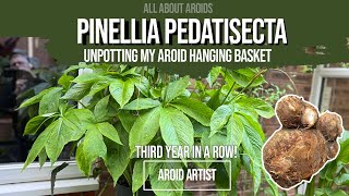 Pinellia pedatisecta - Aroid Hanging Basket going to sleep for Winter - Hardy Aroids UK