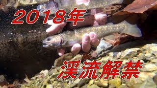 『2018年渓流解禁ヒットシーン』風まかせ渓流釣行 多摩源流180303