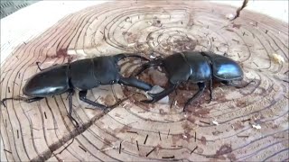 パラワンオオヒラタクワガタvs国産オオクワガタ Dorcus Titanus Palawanicus  vs Japanese stag beetle